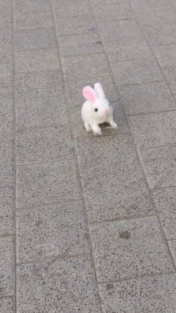 бедный кролик