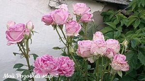 Две розы, две красавицы.