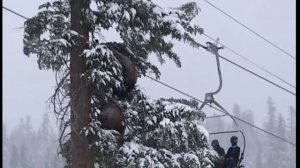 Медведица и медвежонок на дереве) СМОТРЕТЬ ВИДЕО ПРИКОЛЫ ПРО МЕДВЕДЕЙ И МЕДВЕДИЦУ