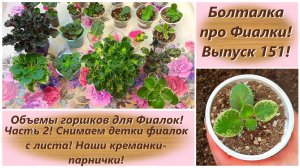Болталка про Фиалки! Выпуск 151! Объемы горшков для Фиалок! Часть 2! Снимаем детки фиалок с листа!