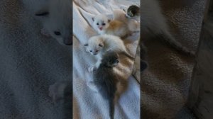 #Котятаищутдом
