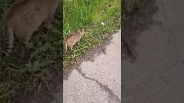 Пулковские придворные кошки - Вот почему Ласкушу назвали Ласкушей