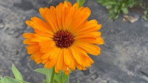 IMG_6795