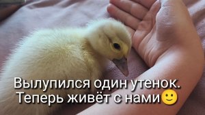 Вылупился только один утёнок.Живем в месте в доме. Мускусная утка.