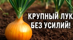 Крупный лук без усилий! Летняя подкормка, которая реально работает!