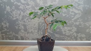 Фикус на камне. Часть 14