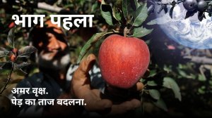 अमर वृक्ष. पेड़ का ताज बदलना. भाग पहला.