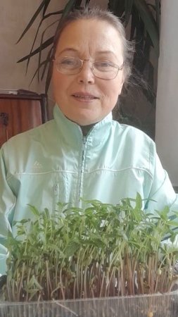 Показываю результат выращивания микрозелени маш | Ирина Родина