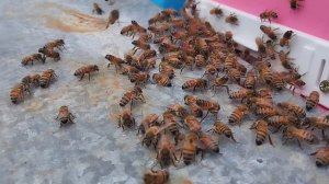 красота права? #пчеловодство #пчелы