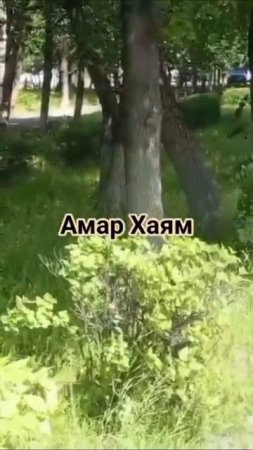 МУДРИЕ ПОСЛОВИЦА ОТ АМАРА ХАЯМА