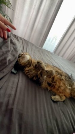 КАК ЕЕ МОЖНО НЕ ЛЮБИТЬ? 🐯