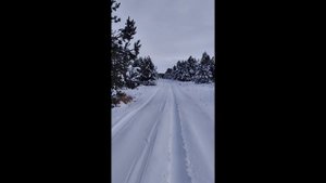 Дорога в лесу.