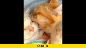 ПРИКОЛЫ С ЖИВОТНЫМИ ДО СЛЕЗ 😹/ Смешные КОТЫ 2025 / Приколы с КОТАМИ