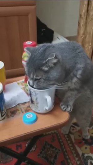 Миша