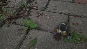 подобрали птенца. Как выкормить птенца синицы выпавшего из гнезда? 09-07-2025