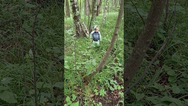 В лес за грибами