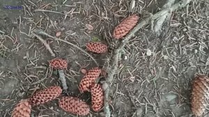 Пушистая гусеница