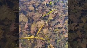 Лягушачий хор в пруду Несвижского замка