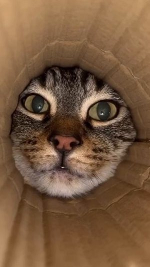 котики