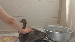 Вася день второй!!