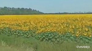 БЕСКОНЕЧНЫЕ ПОЛЯ ПОДСОЛНЕЧНИКА КРАСНОДАРСКОГО КРАЯ