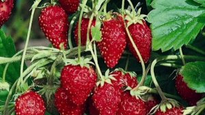 ЗЕМЛЯНИЧНОЕ НАСТРОЕНИЕ С САМОГО УТРА!