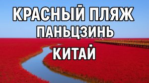 Красный пляж Паньцзинь, Китай — Уникальная природа