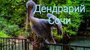 ДЕНДРАРИЙ. Дендрарий СОЧИ