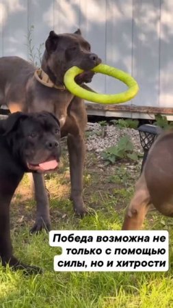 каков хитрец 😅