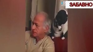 ПРИКОЛЫ С КОТАМИ! СМЕШНЫЕ КОШКИ И СОБАКИ! СМЕШНЫЕ ЖИВОТНЫЕ!