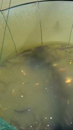 Ссылка на товар здесь: https://t.me/+DN-o8L9MWfs3MzEy