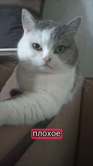 Кошка "Даша" и настроение🐱