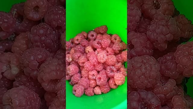 Малиновое дерево Таруса- характеристика ягод