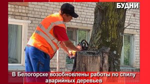 В Белогорске возобновили спил аварийных деревьев