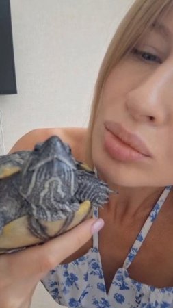 🐢