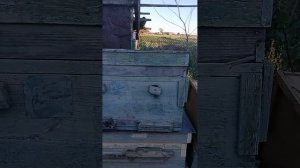 рой прилетел!