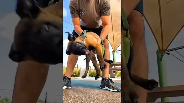 Животные приколы и не только