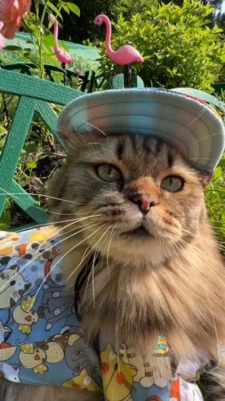 А какое у вас настроение?😸 #котики #юмор #животные