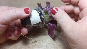 Как понять, что фиалка оздоравливается?