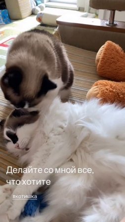 Делайте со мной все, что хотите )) Пушок и Маруся Бармалини