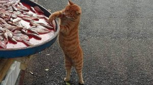 СМЕШНЫЕ КОТЫ 2025 ЛУЧШИЕ ПРИКОЛЫ С КОТАМИ, КОШКИ, КОТИКИ, СОБАЧКИ, СМЕШНОЕ ВИДЕО