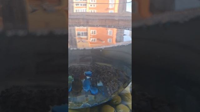 Как ухаживать за рапкой петушком.
