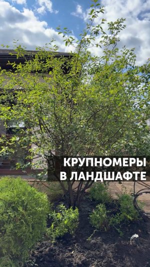 Крупномеры в ландшафте #ландшафтныйдизайн #сад #благоустройство #растения #загороднаяжизнь