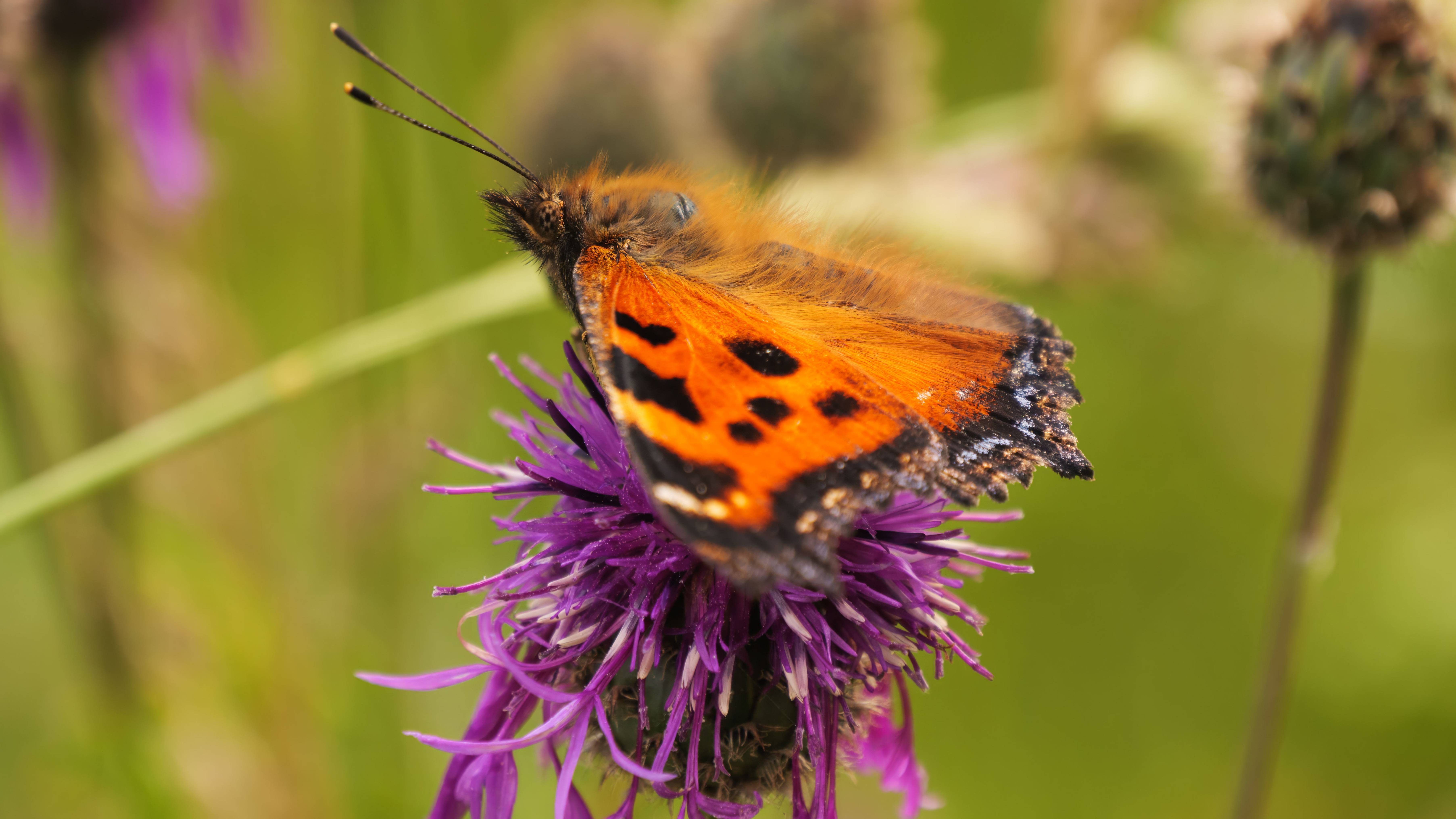 Крапивница трапезничает смотреть онлайн