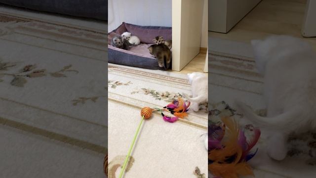Котятам кошки Кайли 24 дня.
