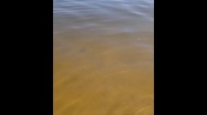 Наши рибки на волге