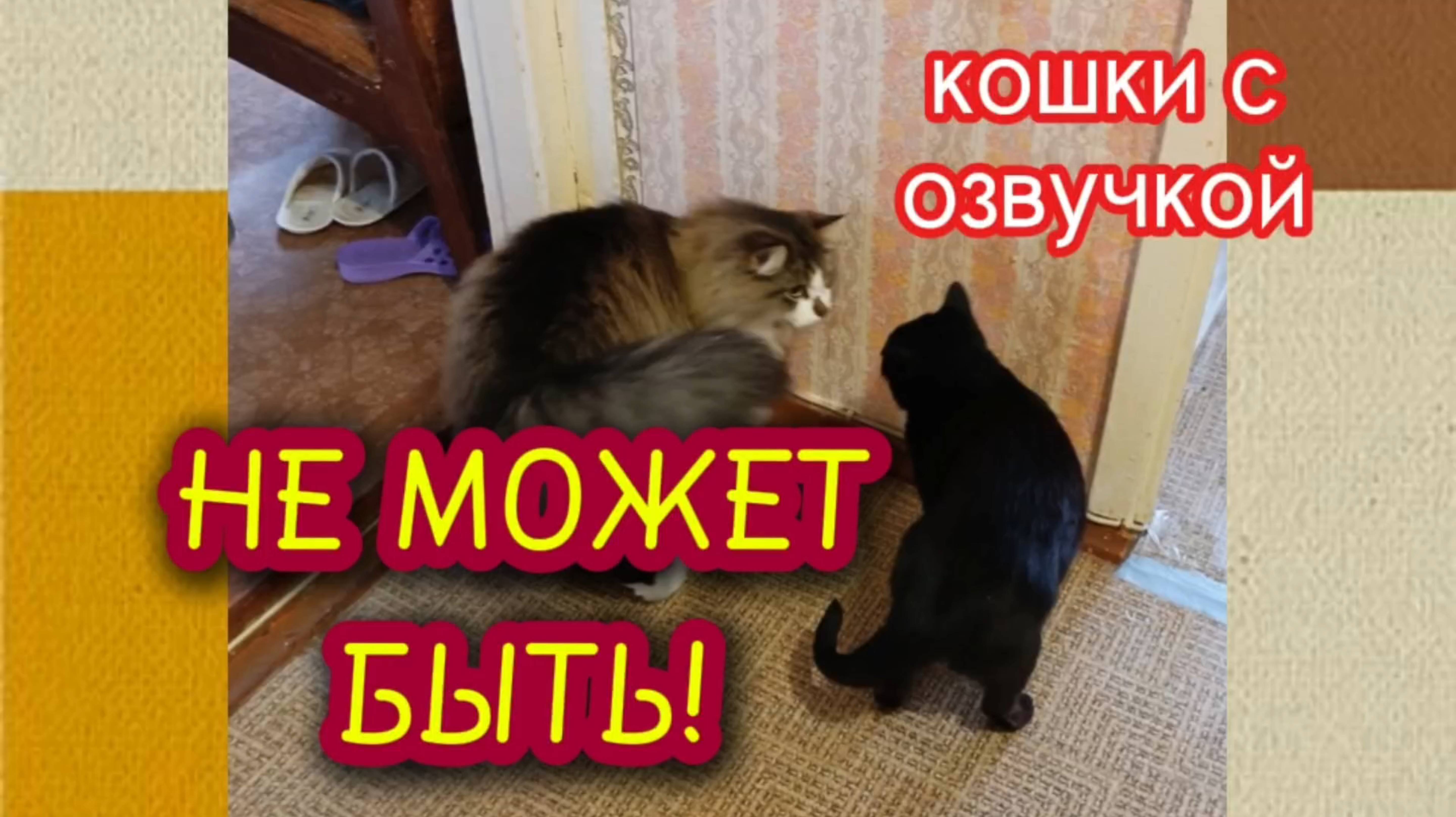 Кошки с озвучкой.