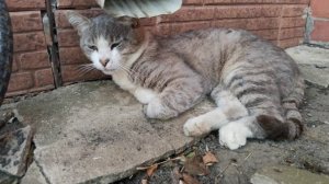 Жара, котяра валяется сонный под водостоком