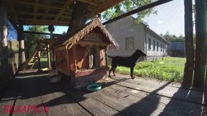 НАЧИНАЮ ПРИВЫКАТЬ К СОСЕДСТВУ. ЖИЗНЬ в ЛЕСУ на КРАЮ БОЛОТА.