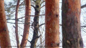 Ты почувствуешь, как природа становится частью твоего сердца - Walks of Life -- Nihilore -- Broken P